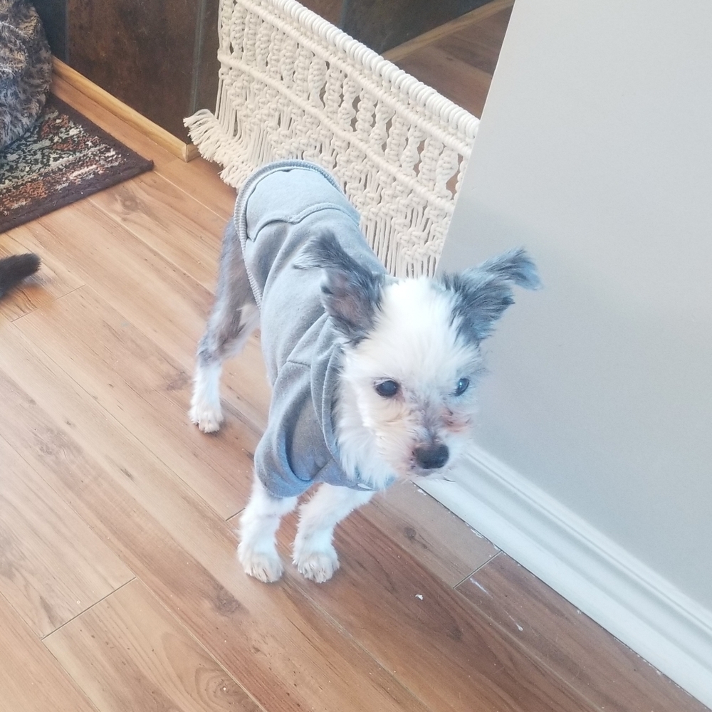 Light Grey Small Breed Dog Hoody